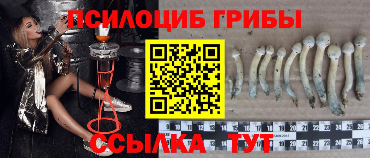 Галлюциногенные грибы прущие грибы  Вход с VPN  Звенигород  Галлюциногенные грибы Cubensis 